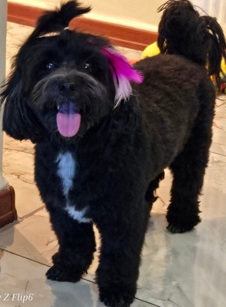 Maltese, Köpek  KARMEN fotoğrafı