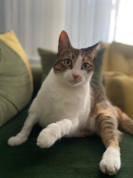 Tekir Kedi, Kedi  Susam fotoğrafı