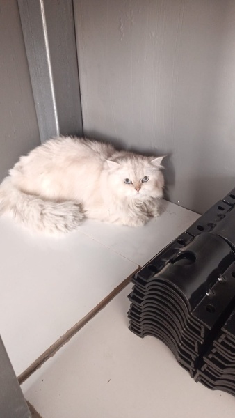 Australian Mist, Kedi  Avusturya Yavrucaklar fotoğrafı