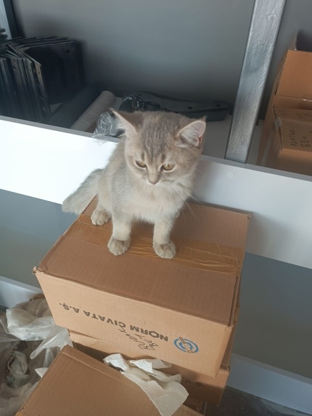 Australian Mist, Kedi  Avusturya Yavrucaklar fotoğrafı