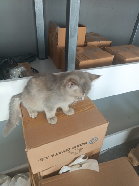 Australian Mist, Kedi  Avusturya Yavrucaklar fotoğrafı