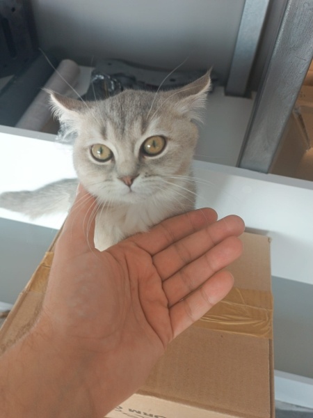 Australian Mist, Kedi  Avusturya Yavrucaklar fotoğrafı