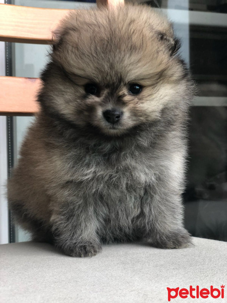 Pomeranyalı, Köpek  Pomeranian bo 3 aylıktır fotoğrafı