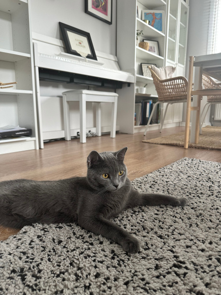 Scottish Fold, Kedi  Habips fotoğrafı