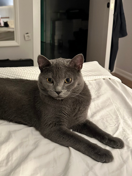 Scottish Fold, Kedi  Habips fotoğrafı