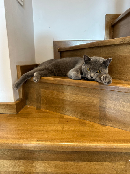 Scottish Fold, Kedi  Habips fotoğrafı