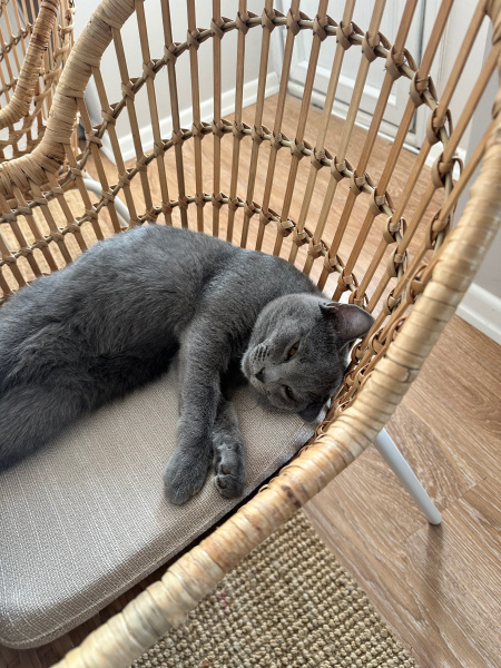 Scottish Fold, Kedi  Habips fotoğrafı