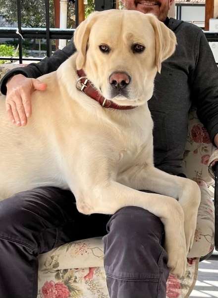 Labrador Retriever, Köpek  Rocky fotoğrafı