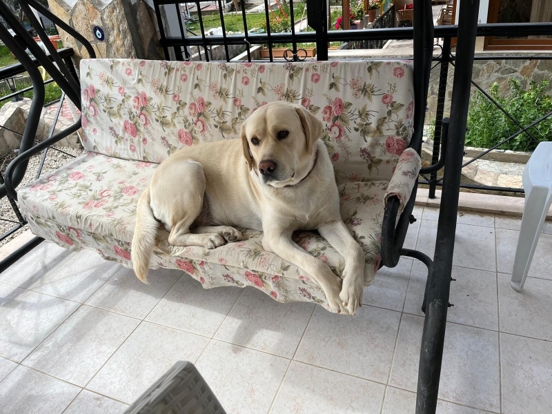 Labrador Retriever, Köpek  Rocky fotoğrafı