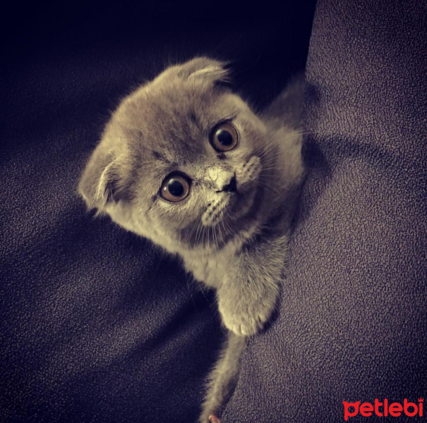 Scottish Fold, Kedi  Peri  fotoğrafı