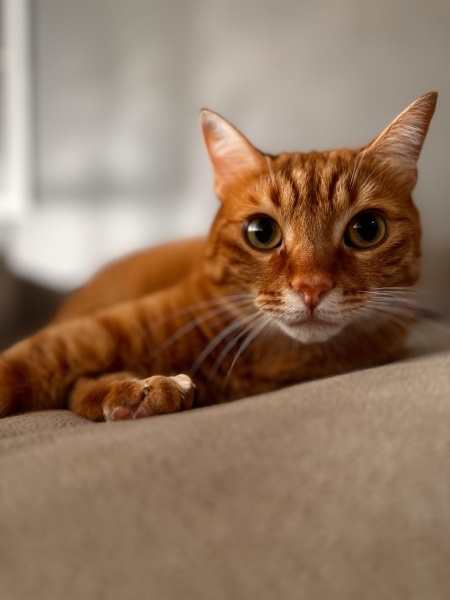 Sarman, Kedi  Phoenix fotoğrafı