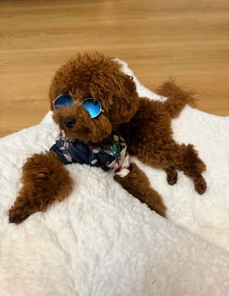 Poodle (Minyatür Kaniş), Köpek  Puki fotoğrafı