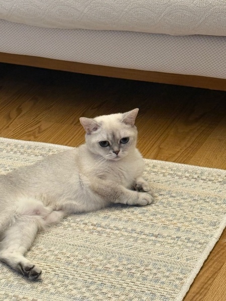 British Shorthair, Kedi  Pera fotoğrafı