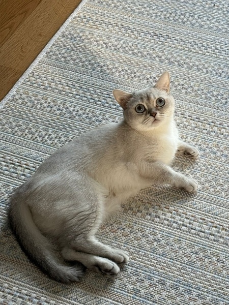 British Shorthair, Kedi  Pera fotoğrafı