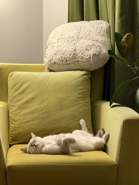 British Shorthair, Kedi  Pera fotoğrafı