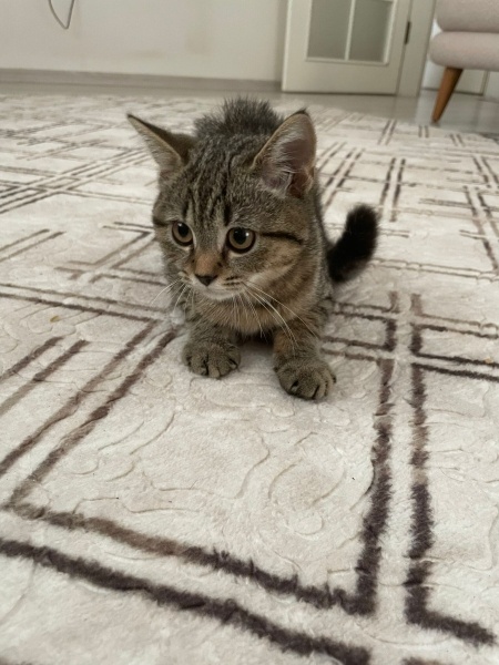 British Shorthair, Kedi  Alvin fotoğrafı