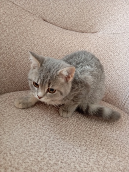 British Shorthair, Kedi  Badem fotoğrafı