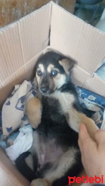 Sokö (Sokak Köpeği), Köpek  Chester fotoğrafı