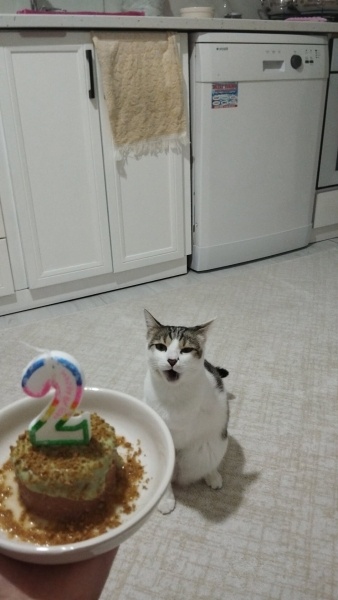 Tekir Kedi, Kedi  Şeftali fotoğrafı