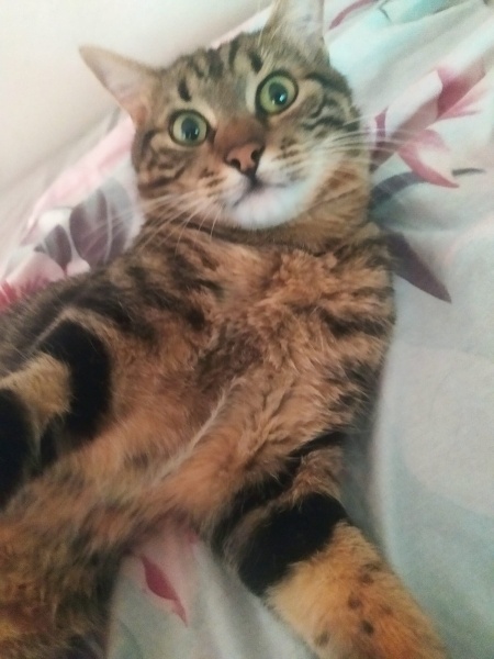 Tekir Kedi, Kedi  Bobi Tüyşeker fotoğrafı