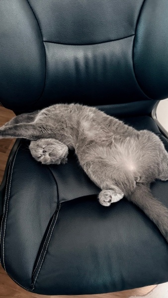 Scottish Fold, Kedi  Sally fotoğrafı