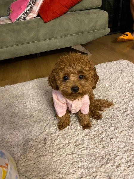 Poodle (Minyatür Kaniş), Köpek  Susam fotoğrafı
