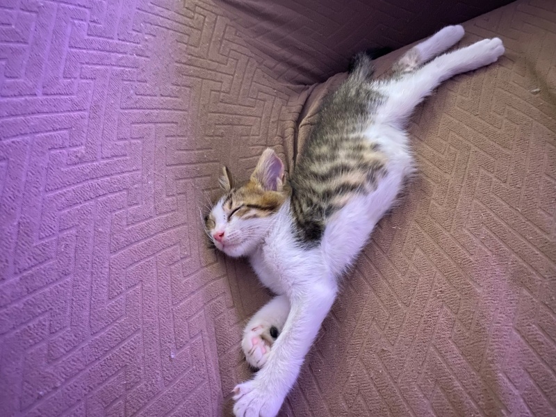 Tekir Kedi, Kedi  Gölge fotoğrafı