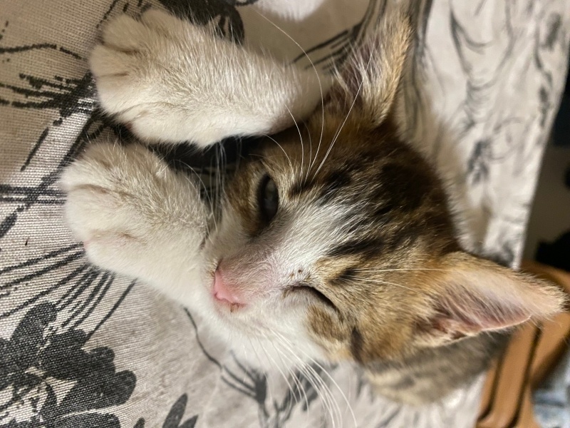 Tekir Kedi, Kedi  Gölge fotoğrafı