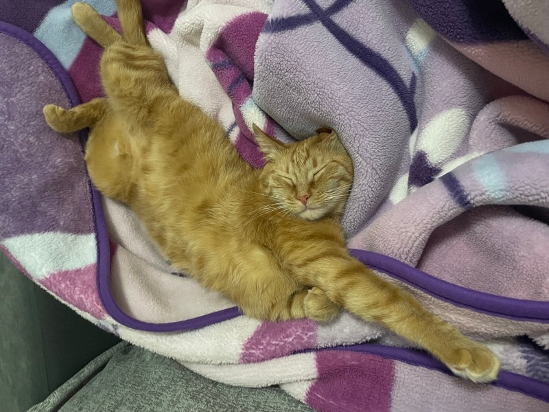 Sarman, Kedi  Güneş fotoğrafı