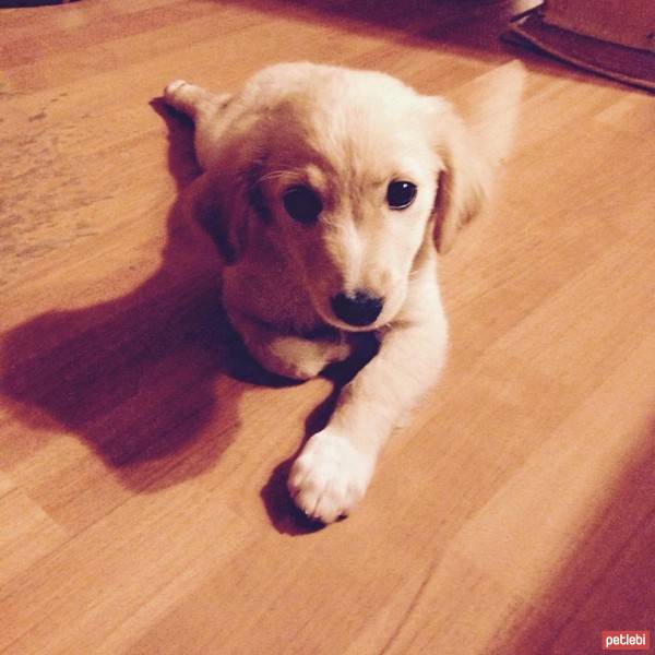 Golden Retriever, Köpek  lady  fotoğrafı