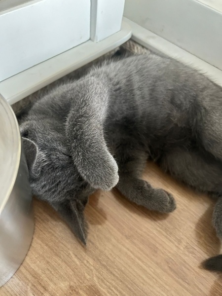 Mavi Rus, Kedi  peri fotoğrafı
