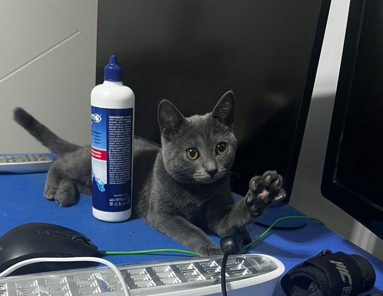 Mavi Rus, Kedi  peri fotoğrafı