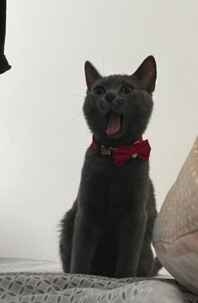 Mavi Rus, Kedi  peri fotoğrafı