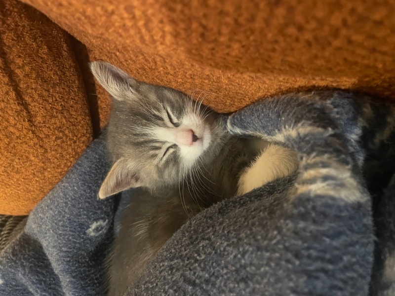 Tekir Kedi, Kedi  cupi fotoğrafı