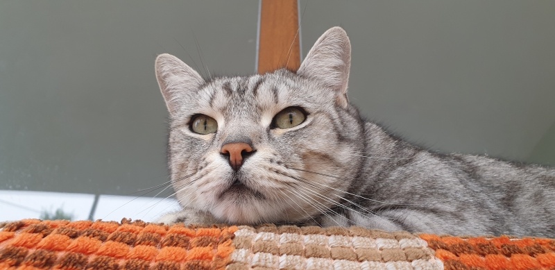Tekir Kedi, Kedi  Ajan fotoğrafı