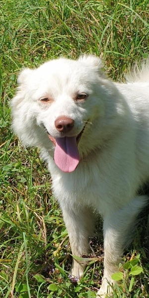 Samoyed, Köpek  Boncuk fotoğrafı