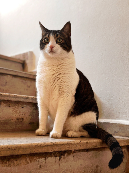 Tekir Kedi, Kedi  Rumble fotoğrafı