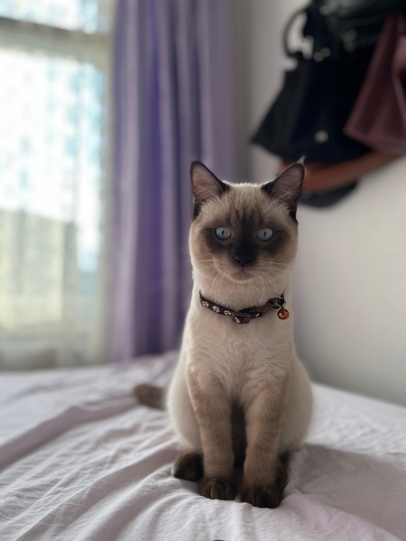 Birman, Kedi  Bulut fotoğrafı