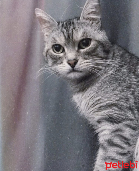 İran Kedisi (Persian), Kedi  Bulut fotoğrafı