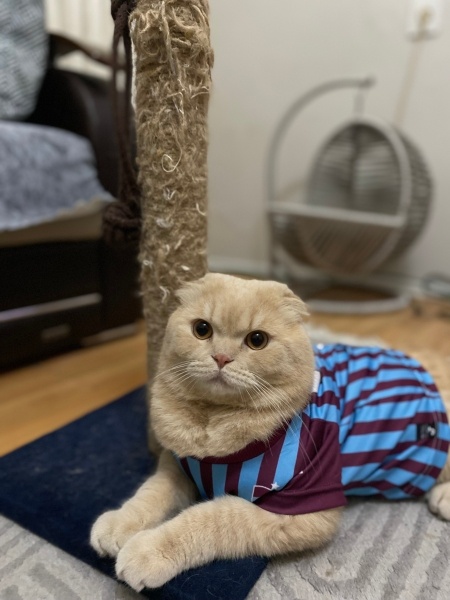 Scottish Fold, Kedi  Bal fotoğrafı
