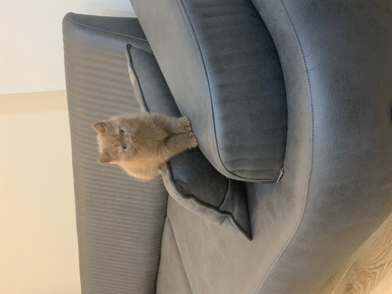British Shorthair, Kedi  Boncuk fotoğrafı