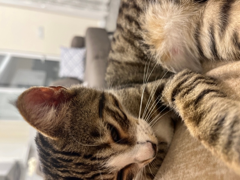 Tekir Kedi, Kedi  Yavru kedi fotoğrafı