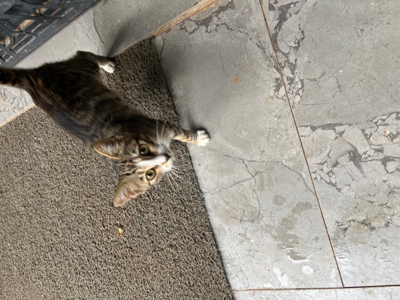 Tekir Kedi, Kedi  Yavru kedi fotoğrafı