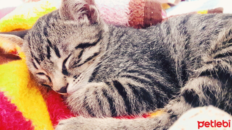 Tekir Kedi, Kedi  Duman fotoğrafı