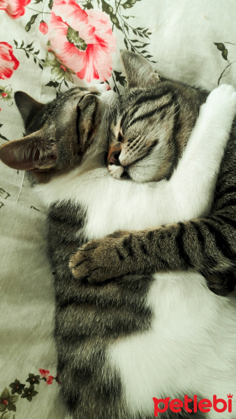 Tekir Kedi, Kedi  Duman fotoğrafı