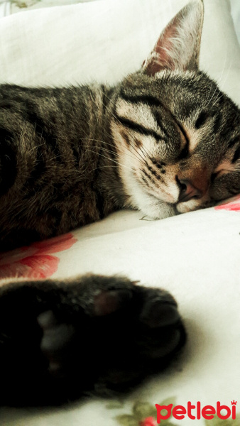 Tekir Kedi, Kedi  Duman fotoğrafı