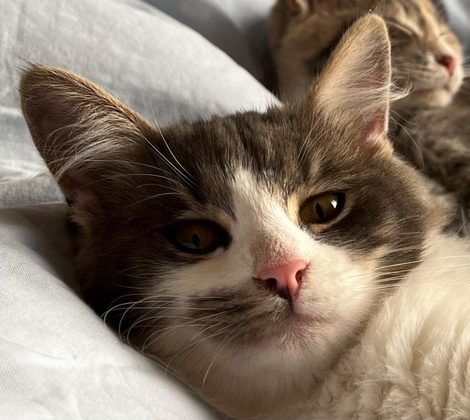 Tekir Kedi, Kedi  NAZLI fotoğrafı