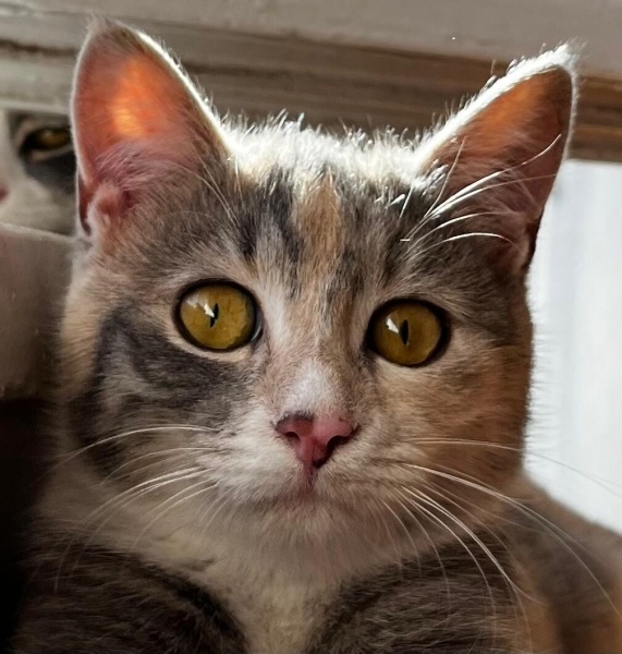 Tekir Kedi, Kedi  FISTIK fotoğrafı