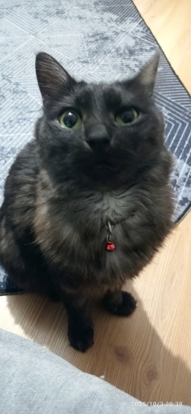 Tekir Kedi, Kedi  Şakir fotoğrafı
