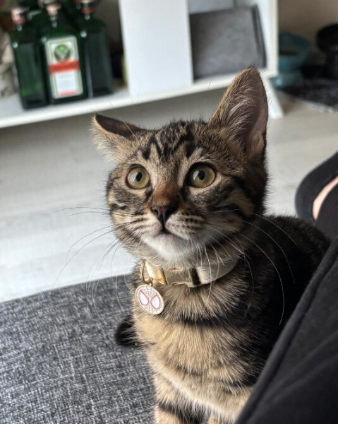 Tekir Kedi, Kedi  Sare fotoğrafı